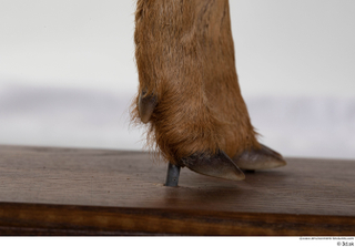 Deer doe foot hoof 0003.jpg